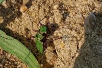 Cicindela campestris