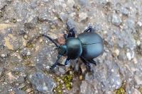 Timarcha tenebricosa