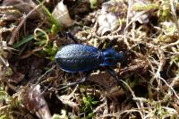 Carabus intricatus