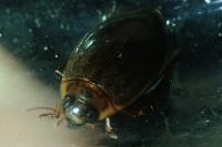Rhantus