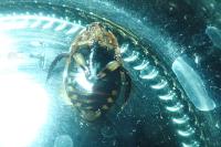 Acilius sulcatus
