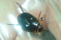 Acilius canaliculatus