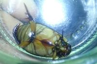 Cybister lateralimarginalis