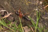 Staphylinus