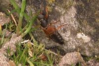 Staphylinus