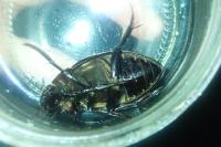 Hydrophilus piceus