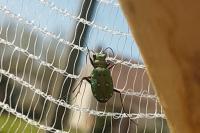 Cicindela campestris