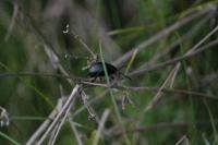 Timarcha tenebricosa