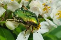 Cetonia aurata
