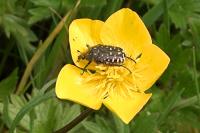 Oxythyrea funesta