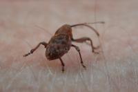 Curculio glandium