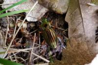 Carabus auratus honnoratii