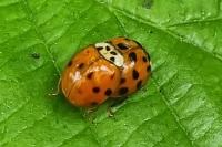 Harmonia axyridis