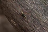 Clytus arietis