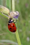 Coccinella septempunctata