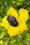 Oxythyrea funesta