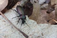 Carabus nemoralis