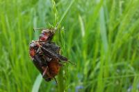Cantharis rustica