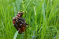 Cantharis rustica
