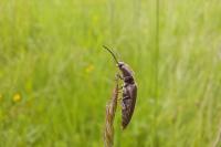 Cidnopus pilosus