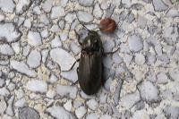 Selatosomus latus