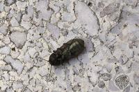 Selatosomus latus