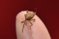 Curculio glandium