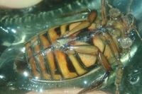 Dytiscus circumflexus
