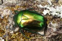 Cetonischema speciosissima
