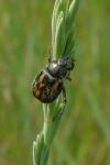 Anisoplia villosa