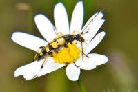 Rutpela maculata