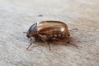 Amphimallon solstitiale