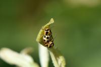 Cryptocephalus decemmaculatus