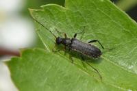 Grammoptera ruficornis
