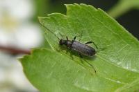 Grammoptera ruficornis