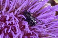 Oxythyrea funesta