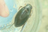 Dytiscus circumflexus