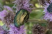 Cetonia aurata