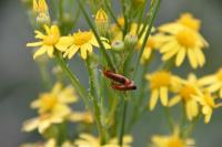Rhagonycha fulva