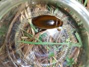 Dytiscus circumflexus