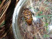 Dytiscus circumflexus