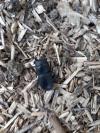 Dorcus parallelipipedus