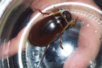 Dytiscus marginalis