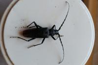 Cerambyx cerdo
