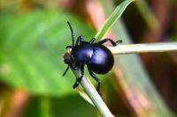 Timarcha tenebricosa