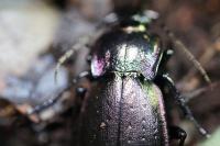 Carabus nemoralis