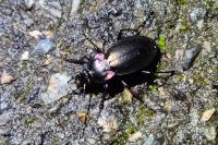 Carabus nemoralis