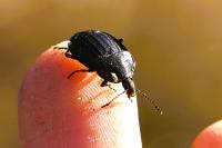 Phosphuga atrata