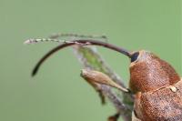 Curculio glandium