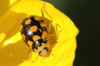 Coccinula quatuordecimpustulata